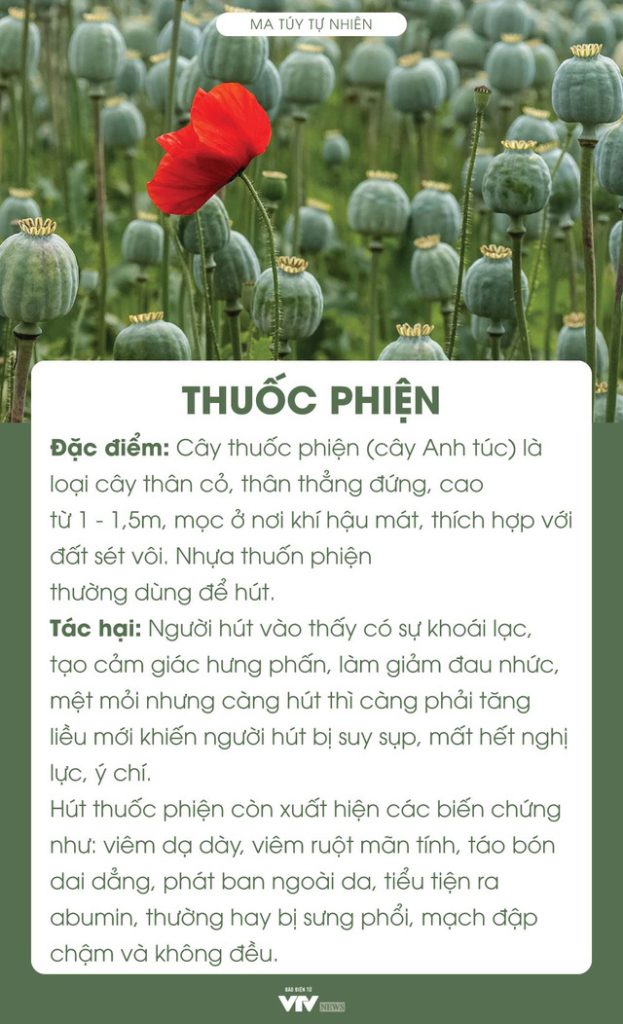 cay thuoc phien